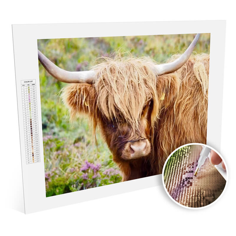 Highland Cattle